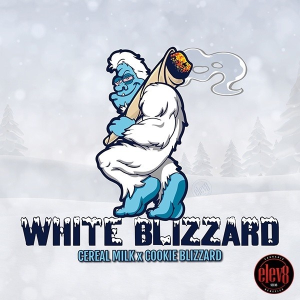 White Blizzard féminisée de Elev8  Seeds