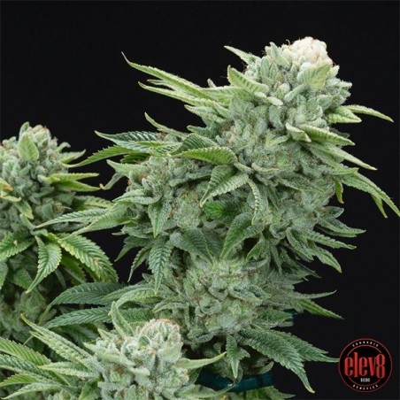 Plante de cannabis Gorilla Glue 4 S1