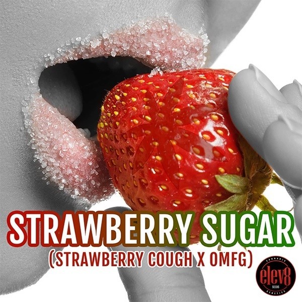 Plante de cannabis Strawberry Sugar