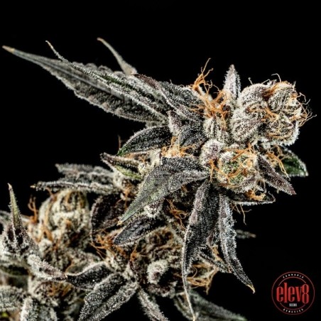 Plante de cannabis Gelato Punch