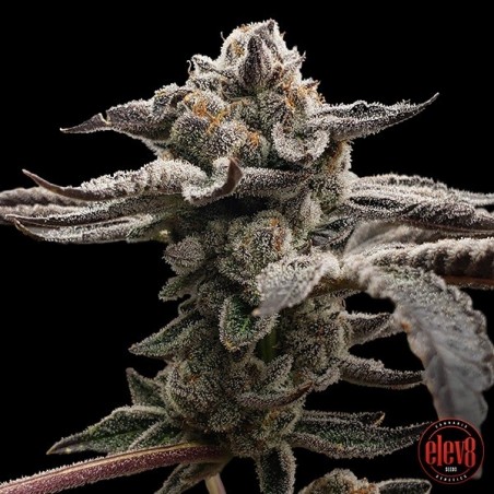 Plante de cannabis Tangie Candie