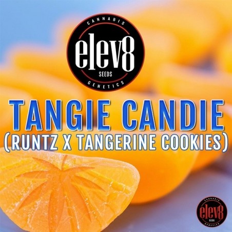 Tangie Candie Plante de cannabis