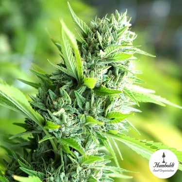 Banana Sapphire Plante de cannabis