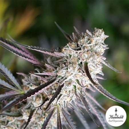 Florida Gaspack Plante de cannabis