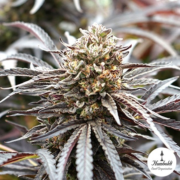 Voir Ghost of NYC Plante de cannabis