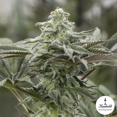 View Lemon Citron de Humboldt Seeds