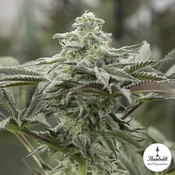 Voir Lemon Citron de Humboldt Seeds