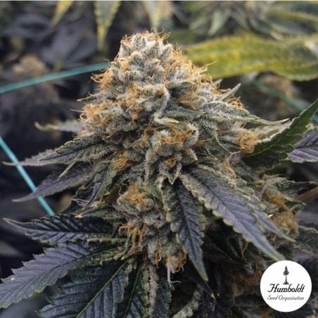 Plante de cannabis Sapphire OG