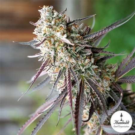 Plante de cannabis Ice Cream Cake Fast Flowering