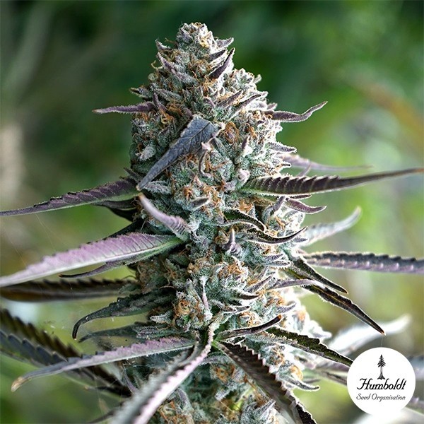 View Plante de cannabis Runtz Fast Flowering