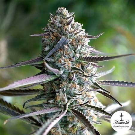 Plante de cannabis Runtz Fast Flowering