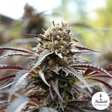 Plante de cannabis White Runtz Fast Flowering