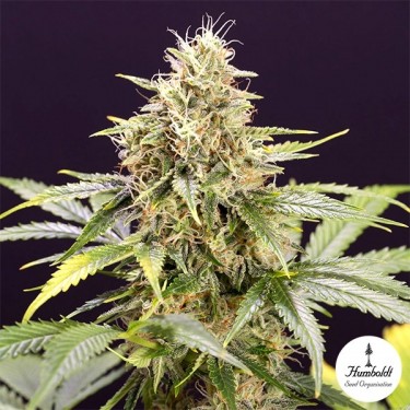 Plante de cannabis Chocolate Mint OG Auto