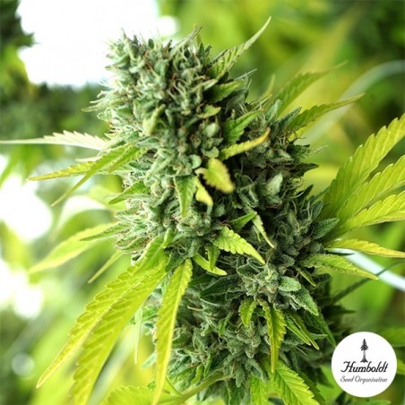 Plante de cannabis Mango OG Auto