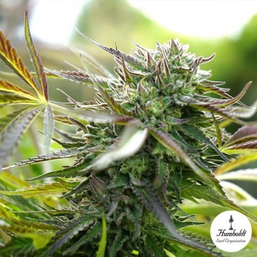 Plante de cannabis Pineapple Chem Auto