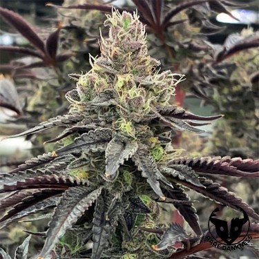 Luv Muffin féminisée