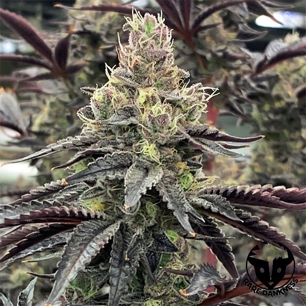 Voir Luv Muffin féminisée