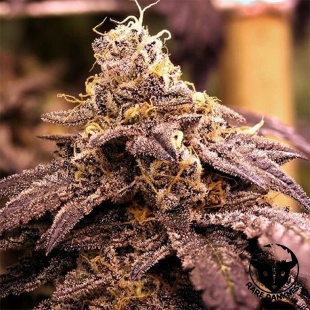 Plante de cannabis Rare Darkness