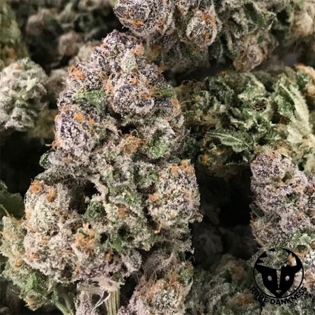 Plante de marijuana Dark Ghost Train