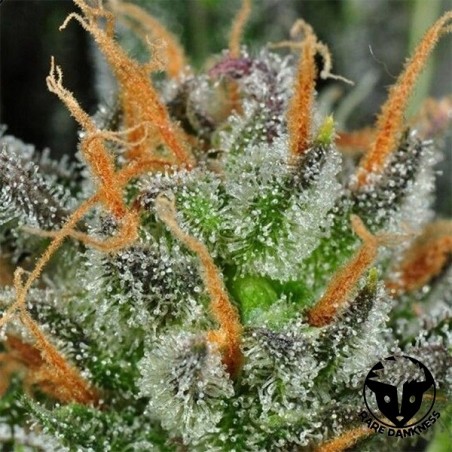 Plante de cannabis Karma Bitch
