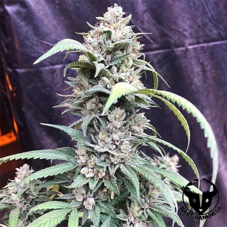 Plante de cannabis Scotts OG