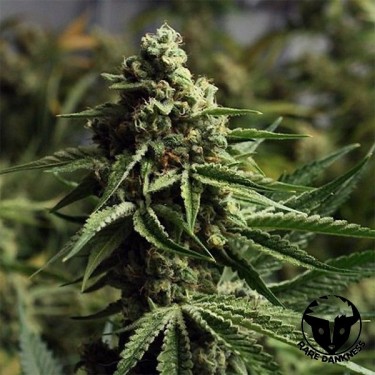 Ghost Train Haze féminisée