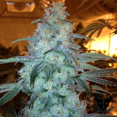 Plante de cannabis Rug Burn OG