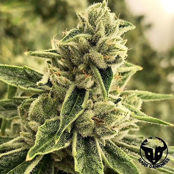 Voir Plante de cannabis Drama