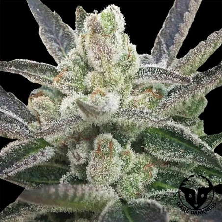Plante de cannabis Rare Hindu