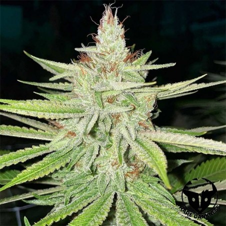 Plante de cannabis Cornbread