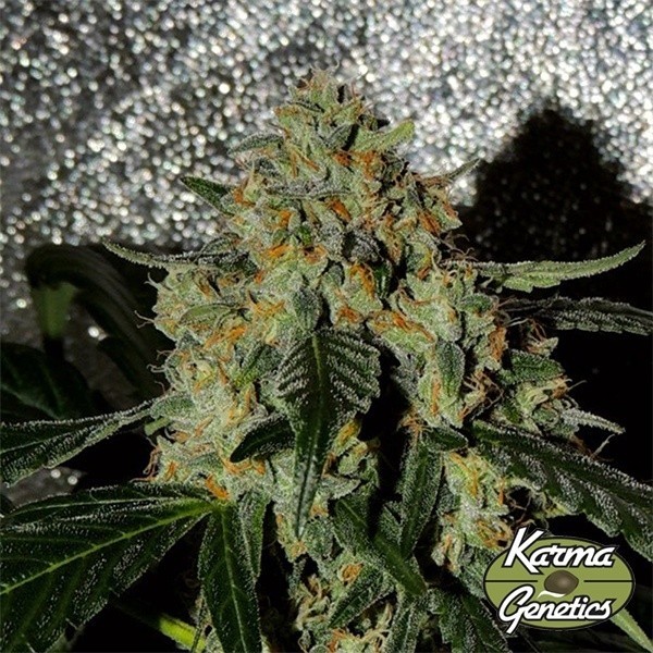 Plante de cannabis Karma OG Jack