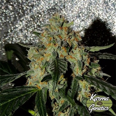 Plante de cannabis Karma OG Jack