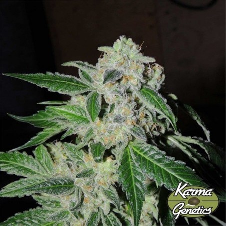 Sour Power OG féminisée