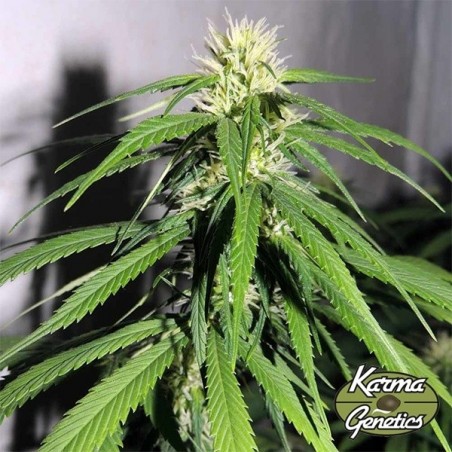 Plante de cannabis OSH A5HZ