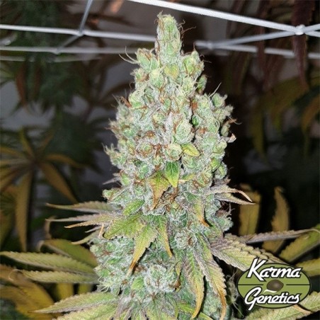 Plante de cannabis Di Frutti