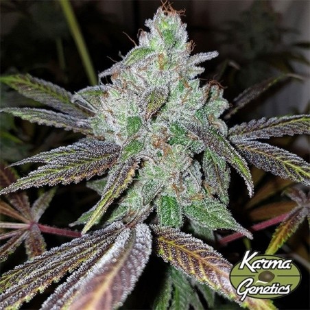 Plante de cannabis Now N Frutti
