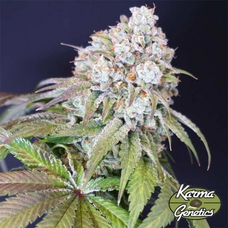 Plante de cannabis Dog Fruit