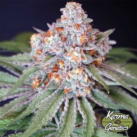 Graine féminisée MS 29 de Karma Genetics - GB