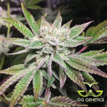 Plante de cannabis Original Glue (GG4 S1)