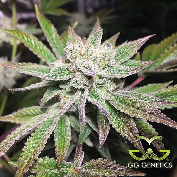 Voir Plante de cannabis Original Glue (GG4 S1)