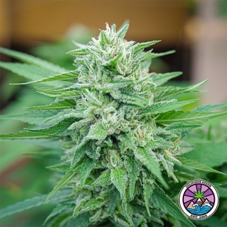 Plante de cannabis Moby Delicious