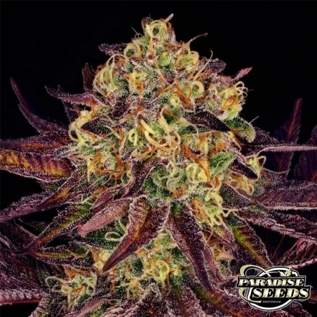 Plant de cannabis Tangerine Sorbet