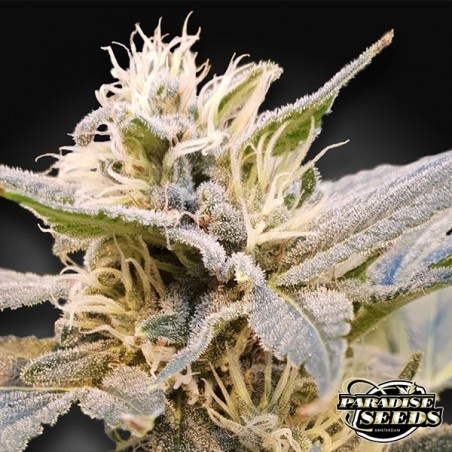 CBDelight de la banque de Paradise Seeds. - Grow Barato