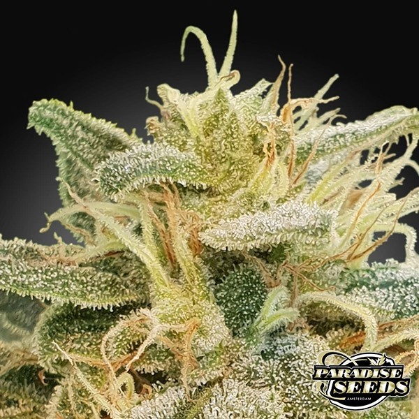 CBDrelief graine féminisée de Paradise Seeds - Grow Barato