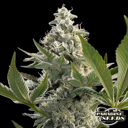 Plante de cannabis Glowstarz