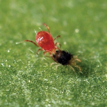 Phytoseiulus Persimilis contre l'Araignée Rouge