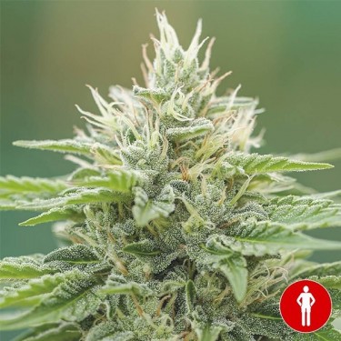 Plante de cannabis Eboshi CBG