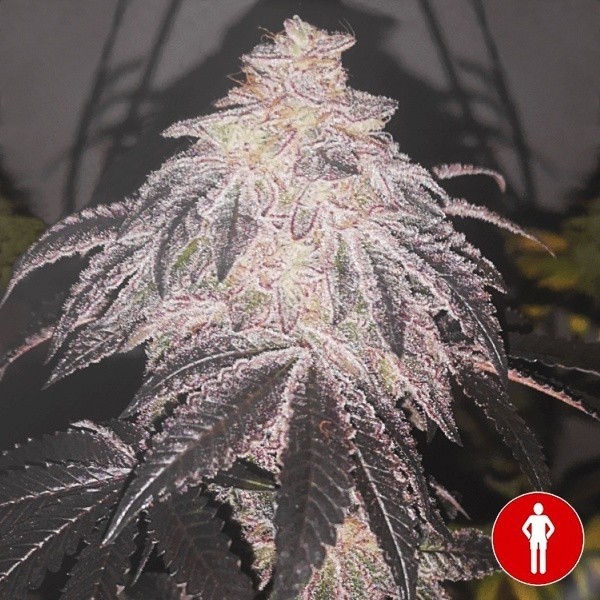 Voir Plante de cannabus Cookies Sherbert Auto