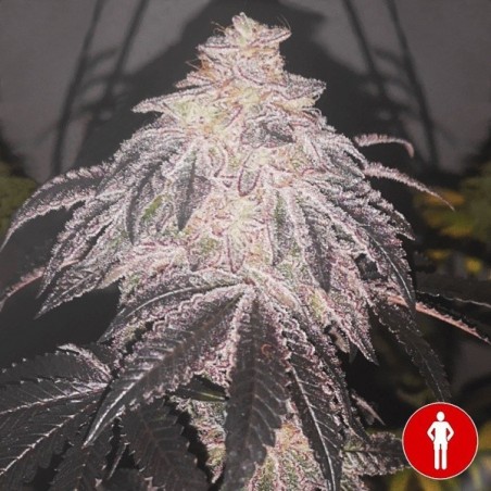 Plante de cannabus Cookies Sherbert Auto