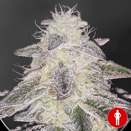 Medical Runntz de Medical Seeds